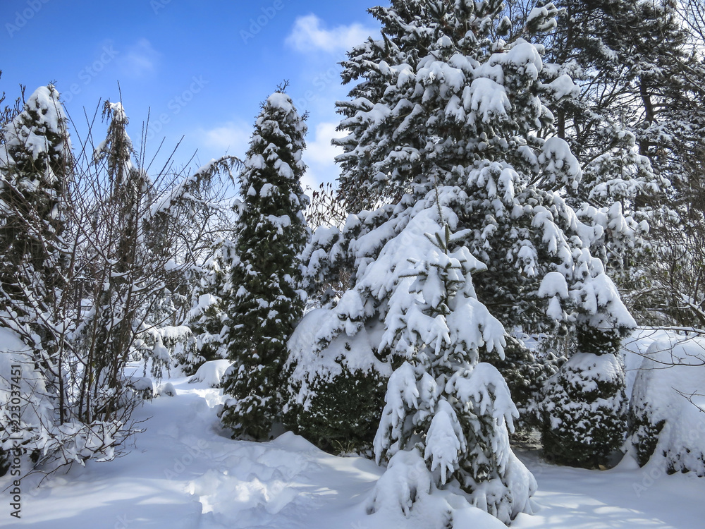 Naklejka premium Real winter. Pines, spruce and shrubs are covered with white fluffy snow.