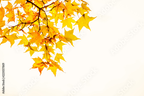 maple leaf yellow leaves autumn background single white fall red season color orange october texture nature beautiful design abstract beauty decoration closeup colorful tree one decorative summer sky 