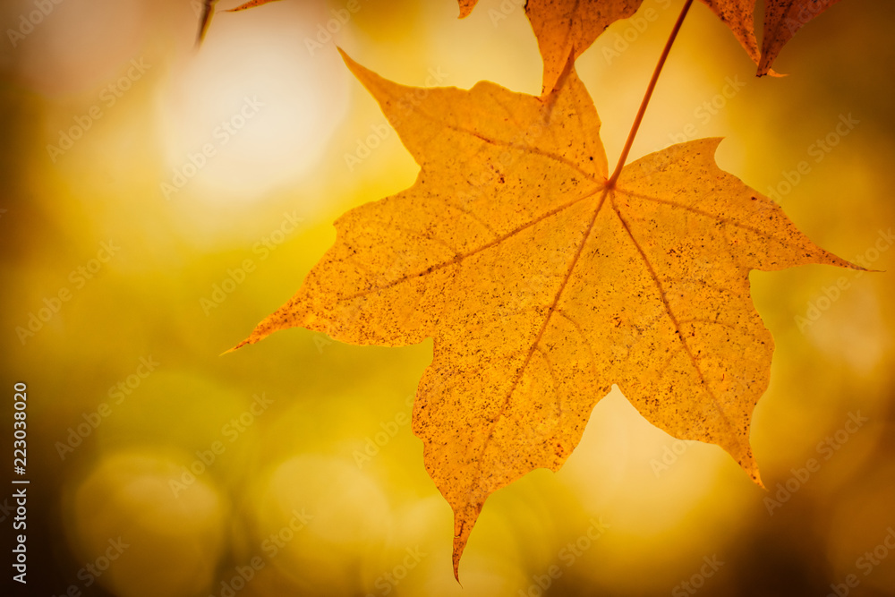 Autumn yellow maple leaf Autumn yellow maple leaf