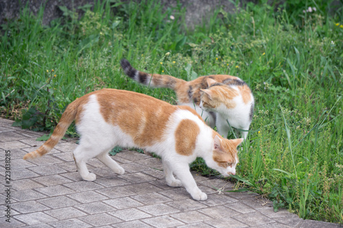 Fototapeta Naklejka Na Ścianę i Meble -  発情期の野良猫
