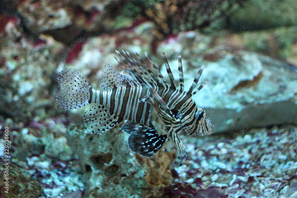 fish fish