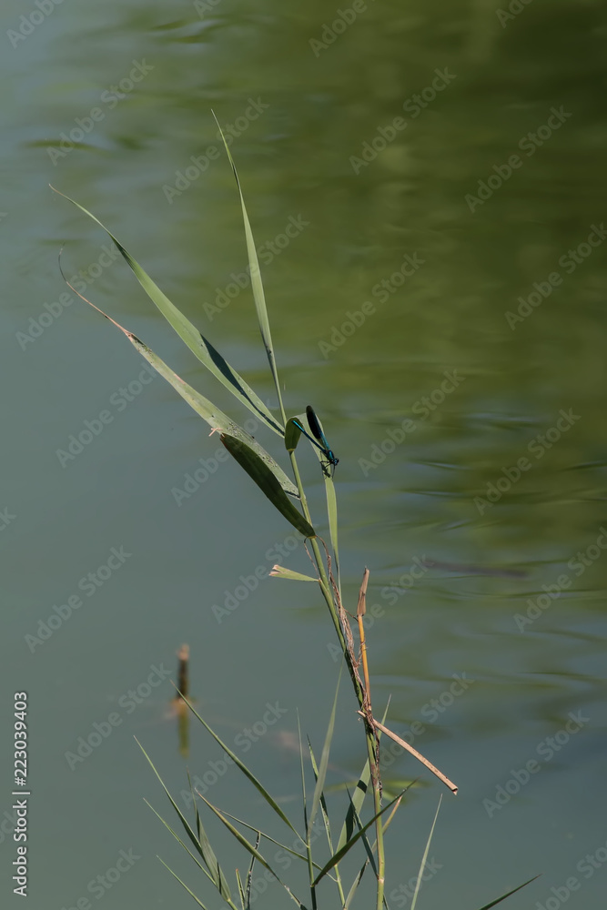 Fototapeta premium calopterix vierge mâle