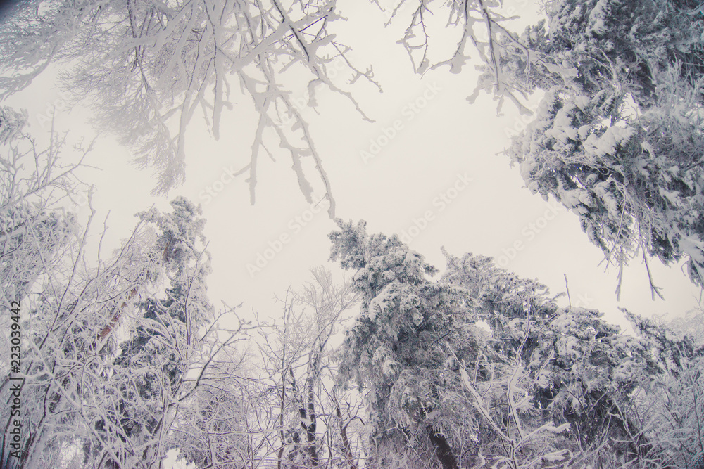 Top trees covered with snow against the blue sky, frozen trees in the forest sky background, tree branches covered hoarfrost with white snow, winter morning in the mountains, snow-covered branches Top trees covered with snow against the blue sky, frozen trees in the forest sky background, tree branches covered hoarfrost with white snow, winter morning in the mountains, snow-covered branches