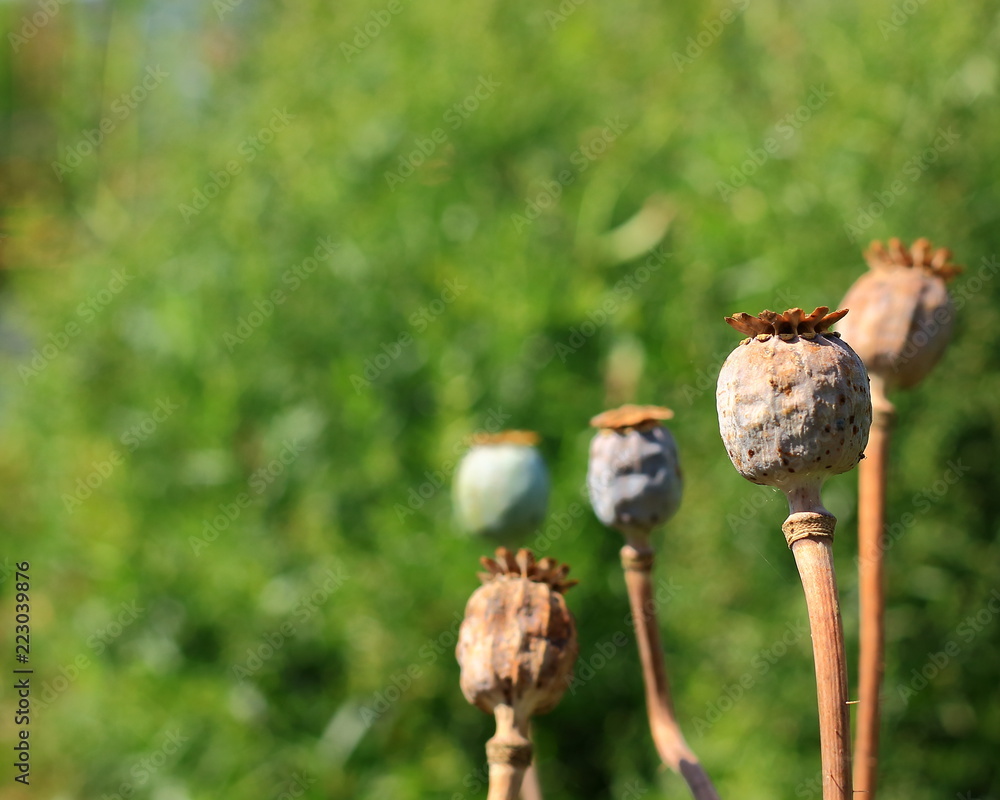 Dry poppy heads on green blurred natural background with copy space. Dry poppy heads on green blurred natural background with copy space.