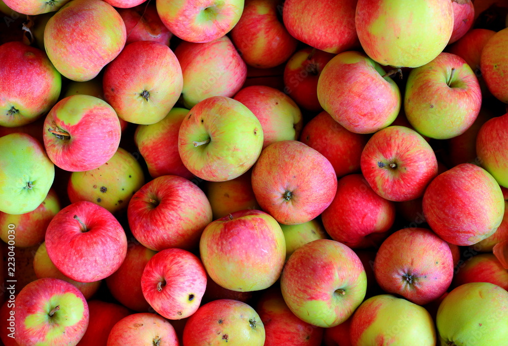 Harvest sweet ripe fresh apples is background. Organic farming and home garden growing without usage of pesticides or fertilizers Harvest sweet ripe fresh apples is background. Organic farming and home garden growing without usage of pesticides or fertilizers