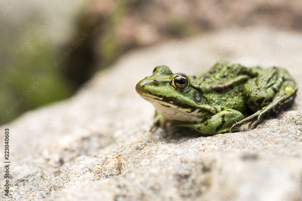 Lithobates clamitans, green frog enjoying life on a rock Lithobates clamitans, green frog enjoying life on a rock