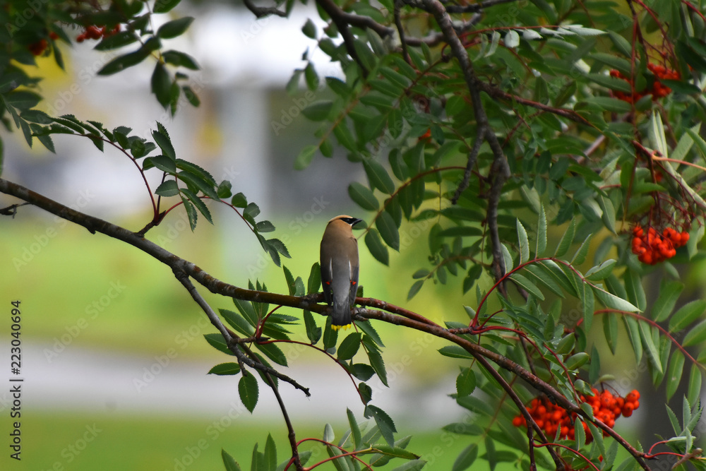 Obraz premium Young Cedar Waxwing and Red Rowan Berries