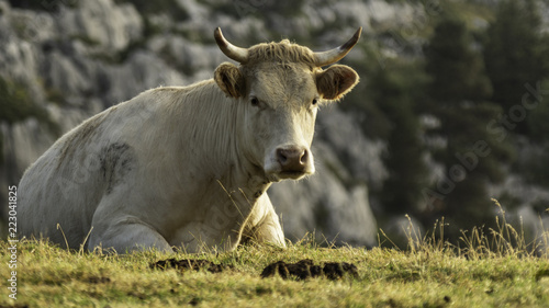 Fototapeta Naklejka Na Ścianę i Meble -  Vaches du Grésivaudan - Chartreuse - Isère.