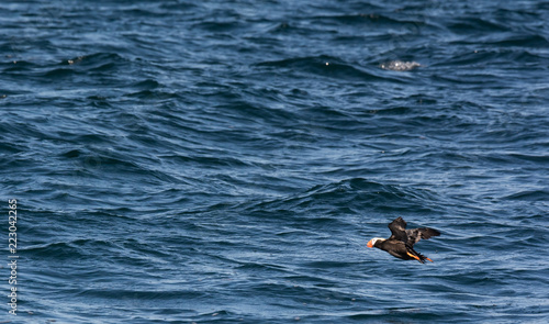 Tufted puffin with up stretched wings