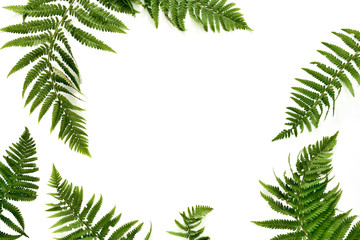 Fern leaves background
