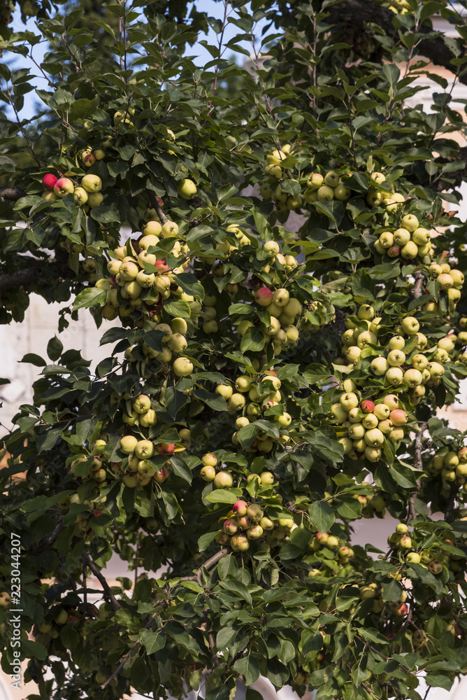A new crop of apples on a branch.