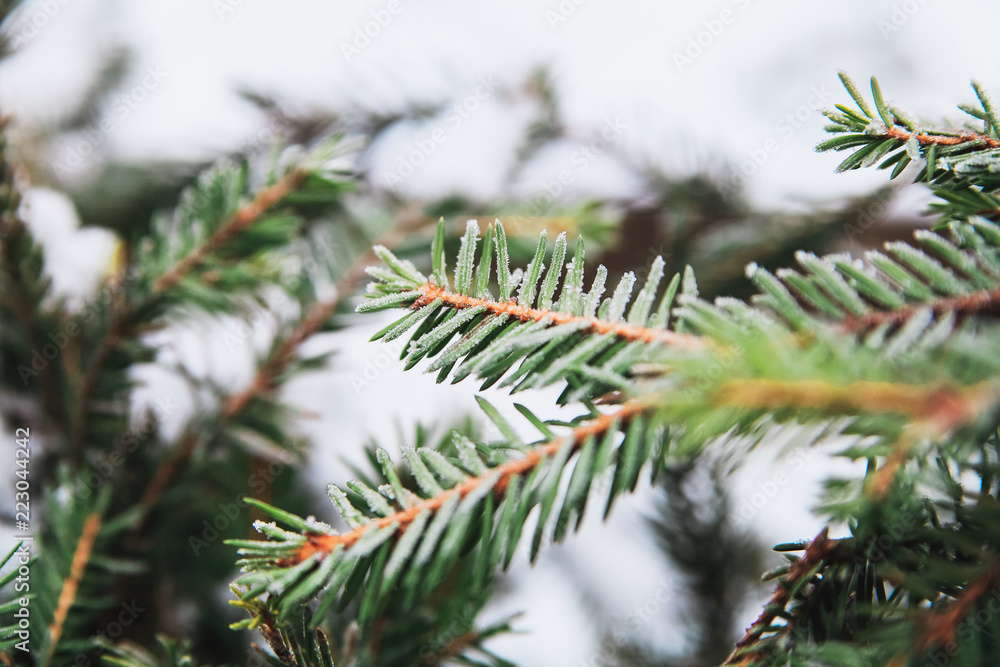 First frost on the fir tree branches.