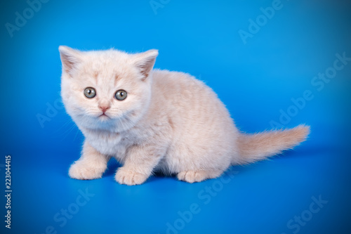 Scottish straight shorthair kitten on colored backgrounds