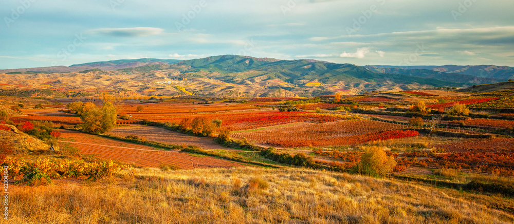 Landscape with vineyards in La Rioja