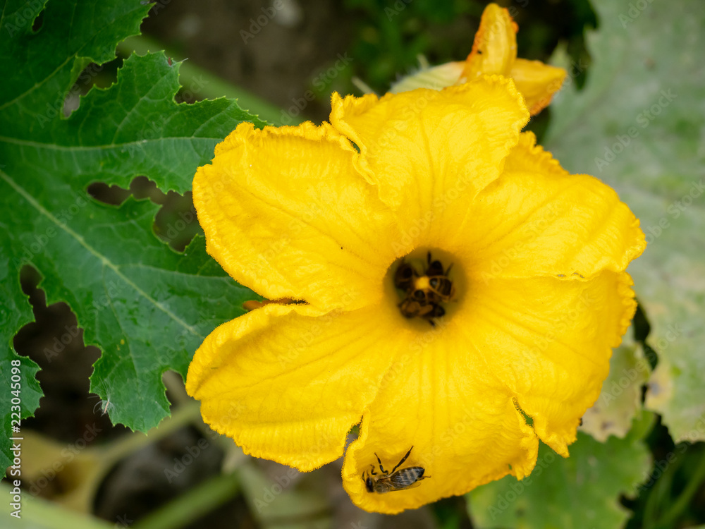 Flower of zucchini with bees. Pollination of flowers. Growing zucchini on a vegetable garden. Flower of zucchini with bees. Pollination of flowers. Growing zucchini on a vegetable garden.