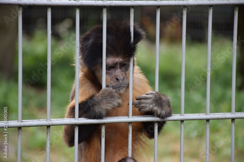 Sad tufted capuchin in zoo © studio Arcis