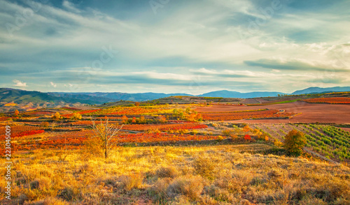 Landscape with vineyards in La Rioja