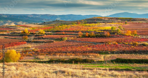 Landscape with vineyards in La Rioja