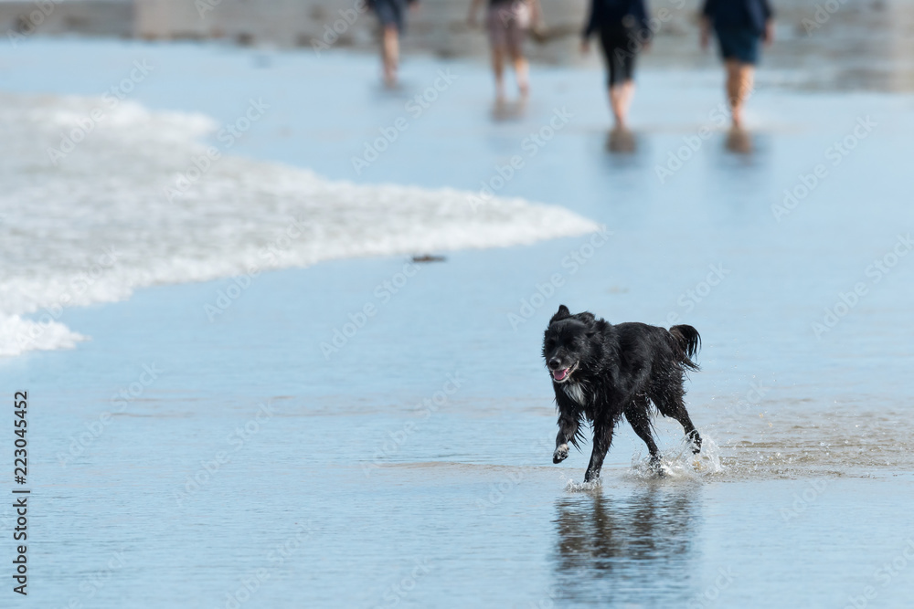 Naklejka premium Black dog running in shallow water on a beach