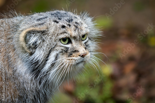 Manul or Pallas's cat, Otocolobus manul, cute wild cat from Asia. © Lubos Chlubny