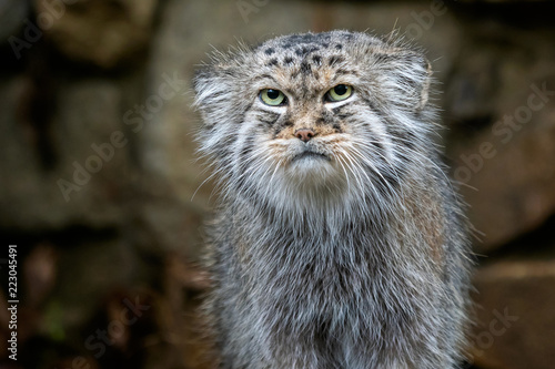 Canvas Print Manul or Pallas's cat, Otocolobus manul, cute wild cat from Asia.