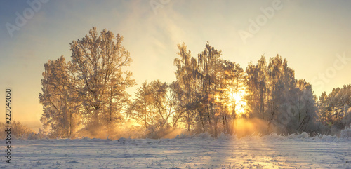 Winter nature landscape with warm sunlight in the morning. Frosty nature. Christmas background. Amazing winter scene. Hoarfrost on plants and trees. Sunbeams shining on frost. Xmas time © dzmitrock87