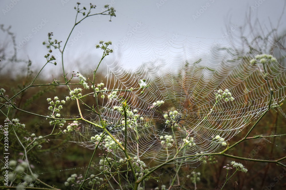 Cobweb with spider, covered with drops from the early morning mist