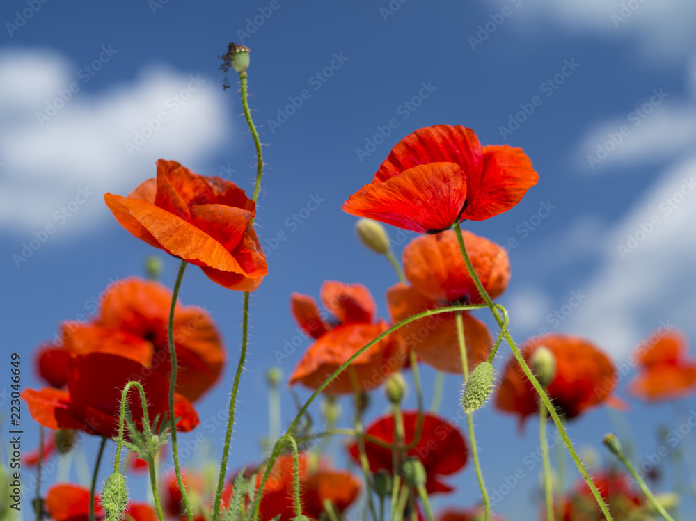 Naklejka premium red petals of poppies in blue sky