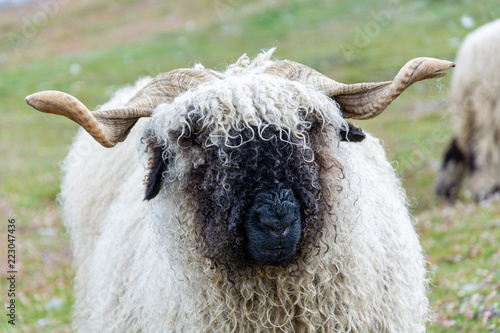 Black nose sheep grazing and sitting on the grass near the Matterhorn close up