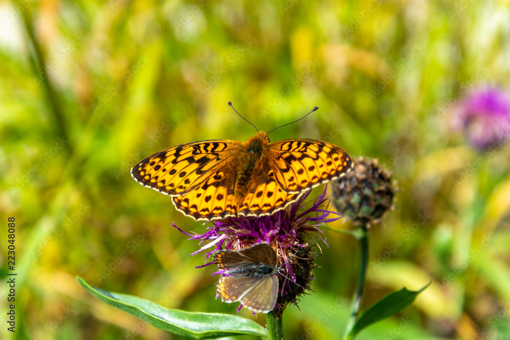 Obraz premium Beautiful orange butterfly sitting on a purple flower