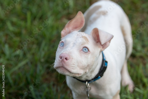 Attentive deaf albino puppy learning sign language photo