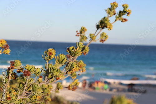 Close up of Isolated Plant in Front of Blurry Shore