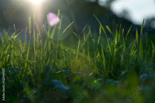 Lensflares und Gras photo