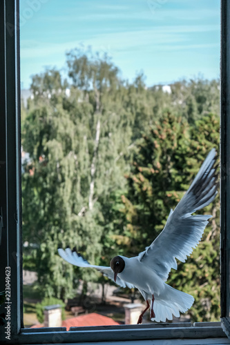 seagull eating bread from city apartment window