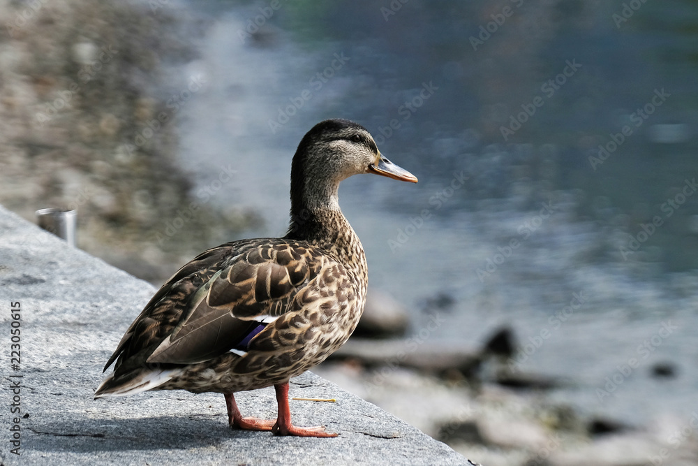 Ente Ente