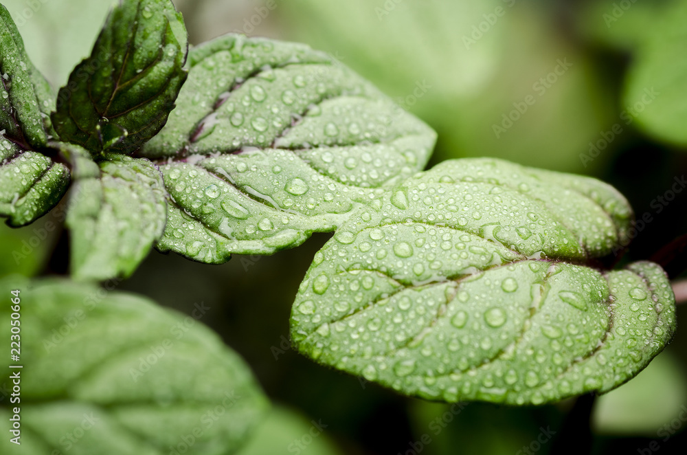 Green fresh mint leaves with water drops close up Green fresh mint leaves with water drops close up