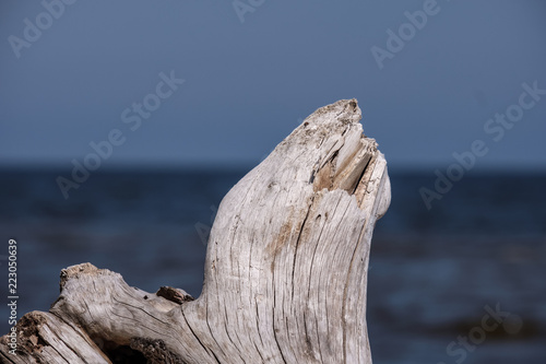 piece of dry wood on a sea shore