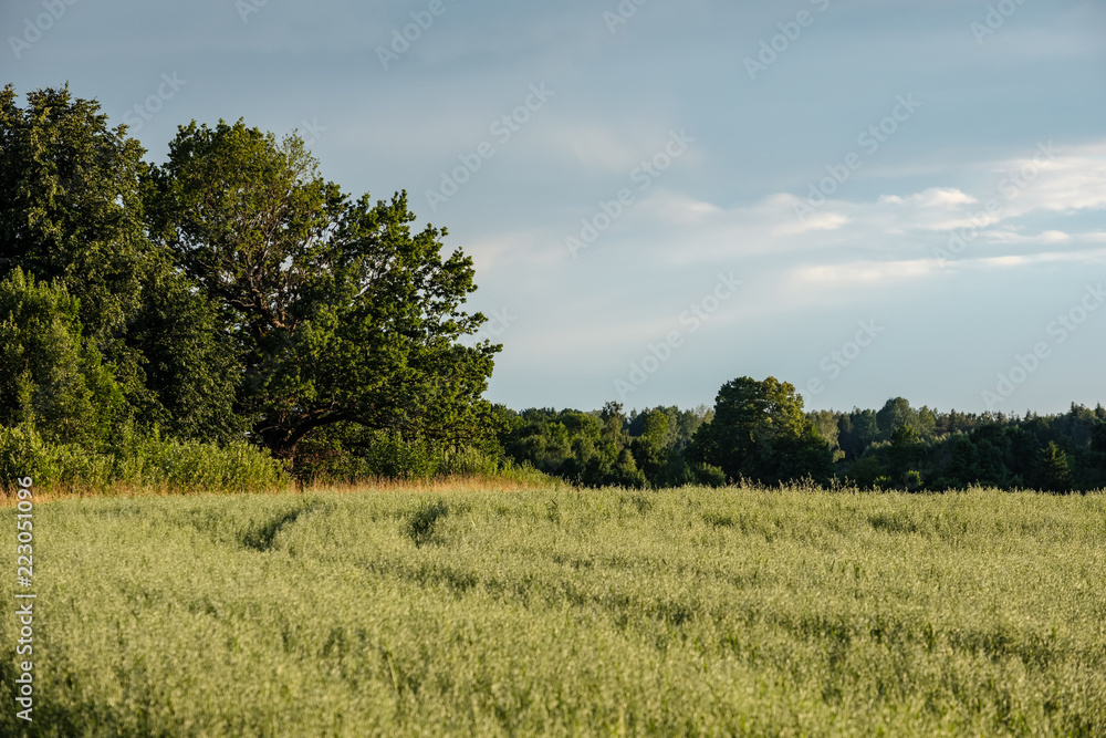 field of oat in countryside, shallow depth of field