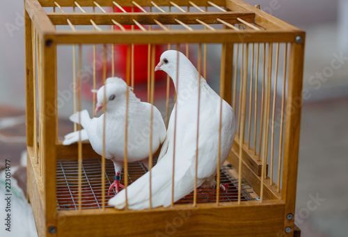 two white wedding dove in a cage