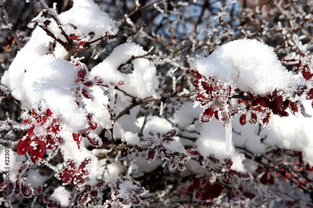 Branch of a tree in snow