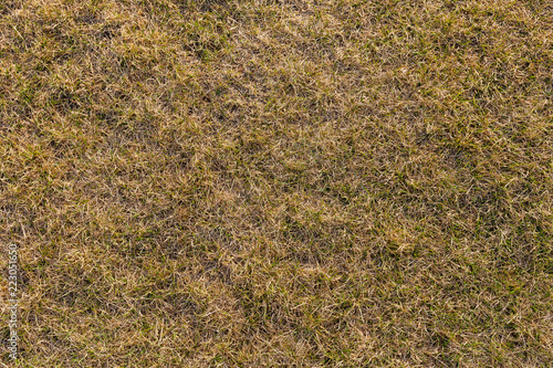 Ground texture with dry grass and small, rare tufts of green plants.