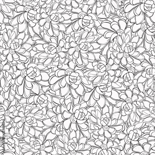 Succulents. Vector. flowers, leaves, Black and white drawing isolated on white. Design for coloring book page for adults and kids, pattern