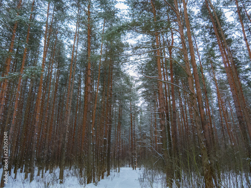 Beautiful winter pine forest