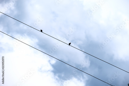 Wallpaper Mural electricity poles with wires in countryside Torontodigital.ca