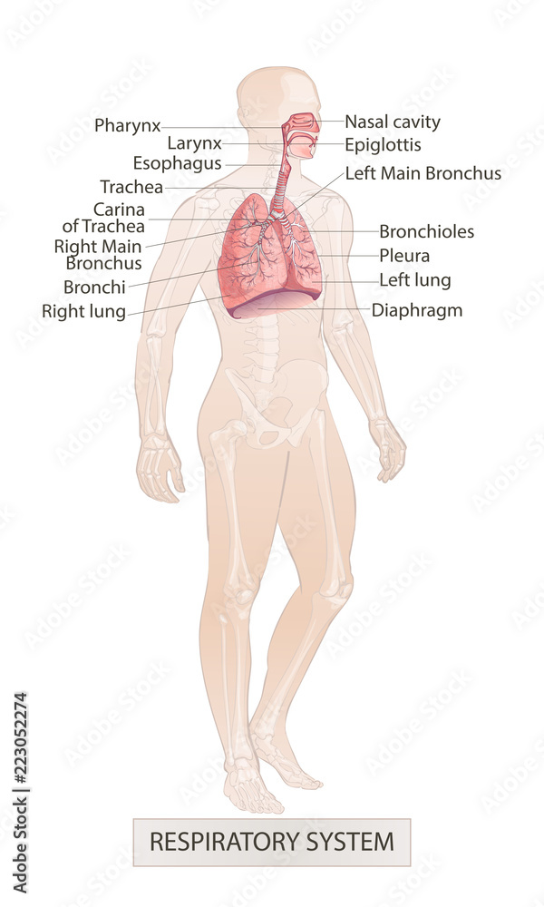 Respiratory system Part 1 Diagram | Quizlet