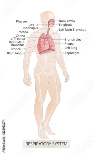 Respiratory System Vector of the human larynx nasal throttle anatomy. Hand drown sketch illustration