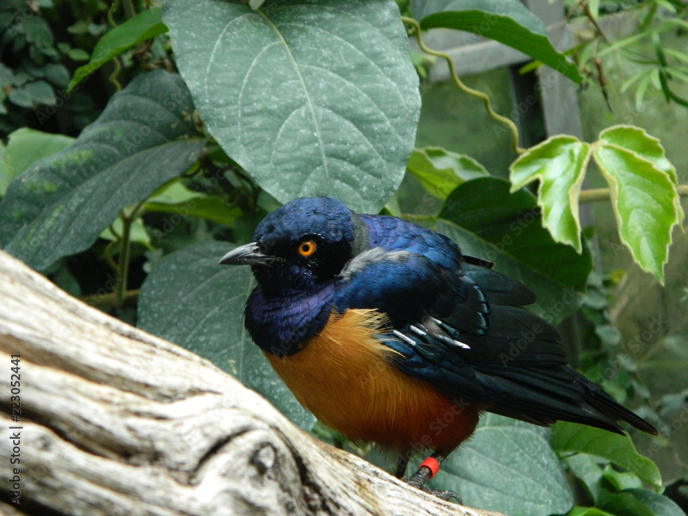 Fototapeta premium Bird