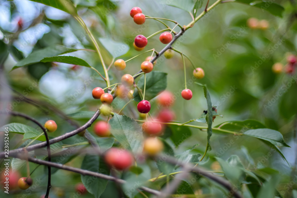 cherry tree close up with almost red cherries cherry tree close up with almost red cherries