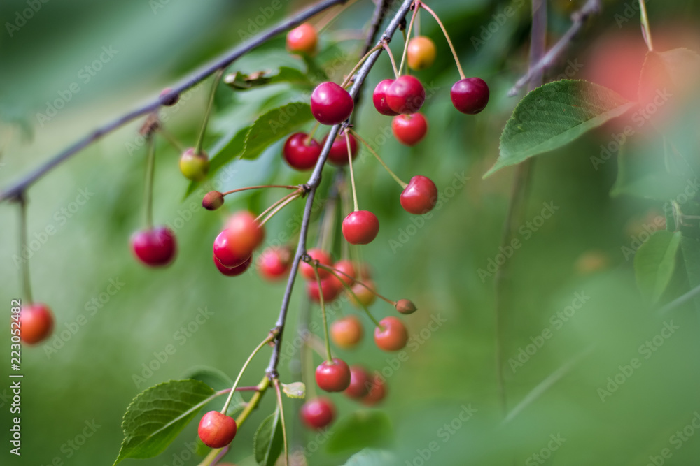 cherry tree close up with almost red cherries