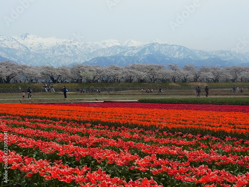 tulip in Japan